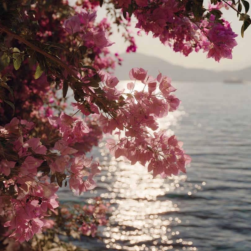 Pink bougainvillea flowers frame a sparkling sunlit ocean with distant mountains.